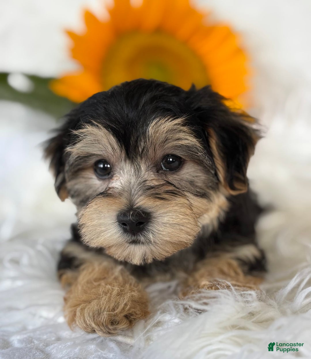 Morkie dogs for sale: LUKE - Image 8