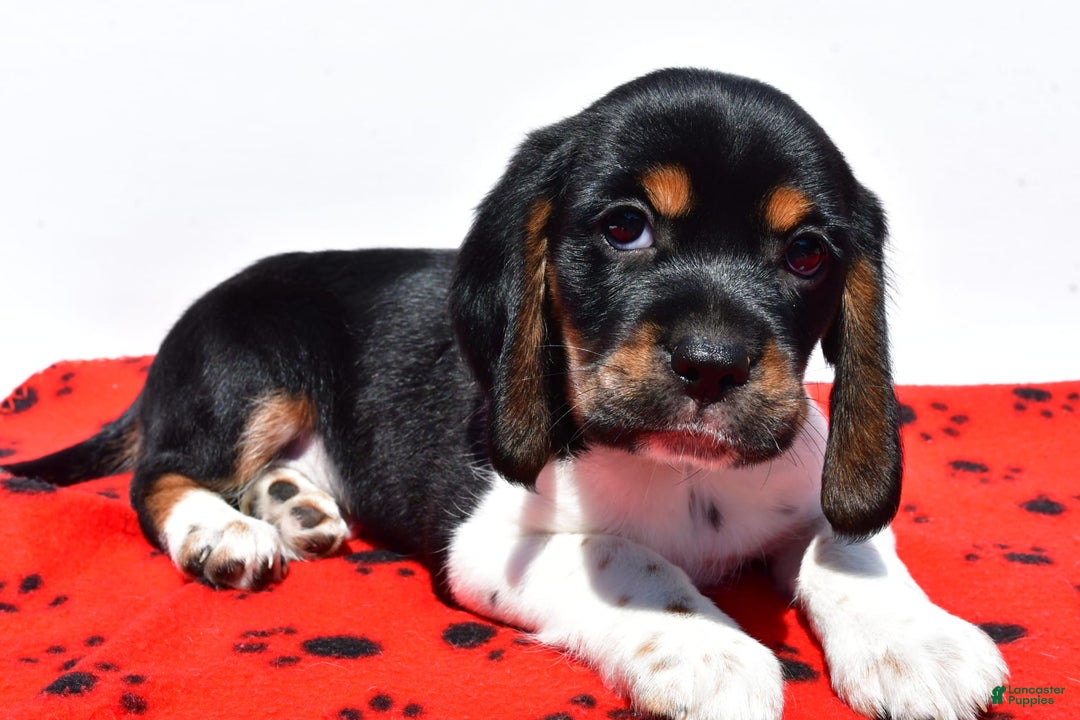 Beaglier dogs for sale: Ruger - Image 6