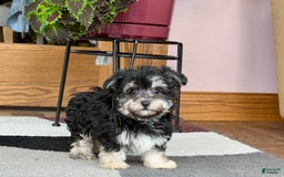 Maltese dogs for sale: Diana - Image 6