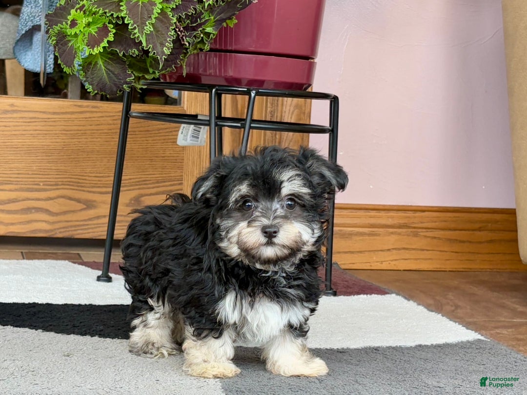 Maltese dogs for sale: Diana - Image 6