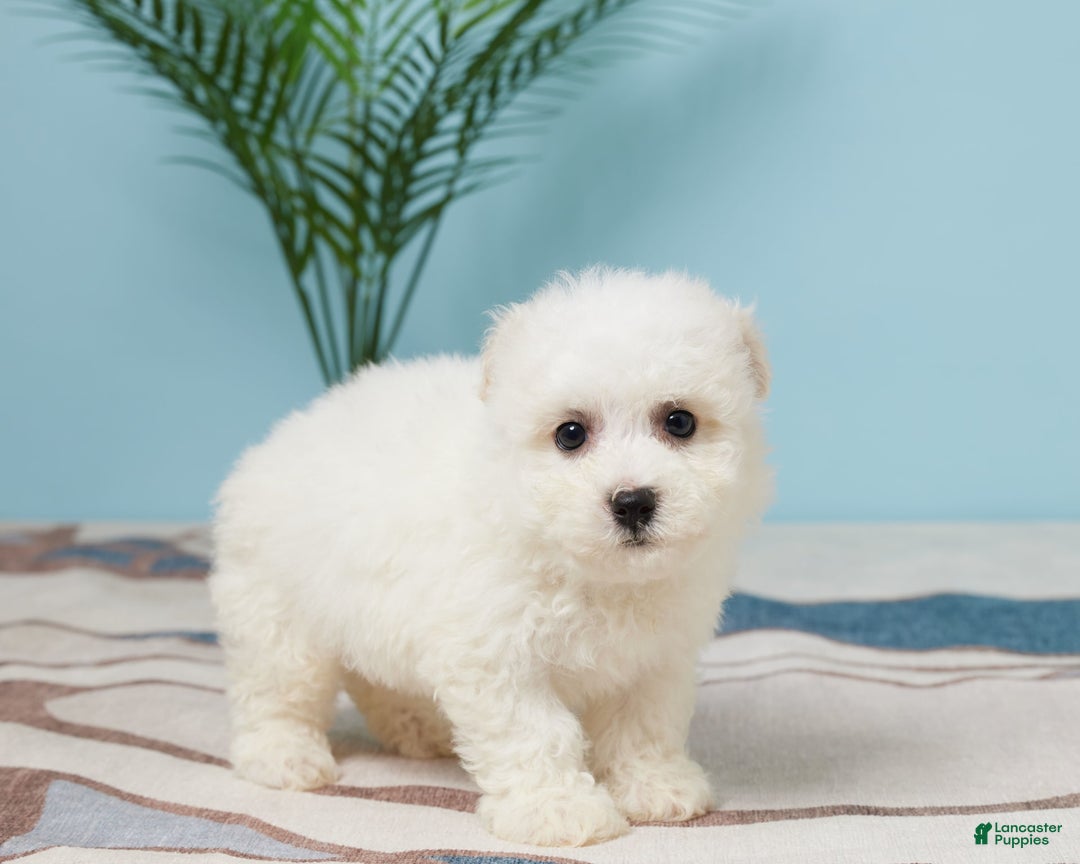 Bichon Frise dogs for sale: Marshall - Image 4