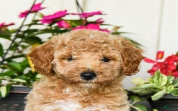 Mini Goldendoodle dogs for sale: Nollie - Image 3
