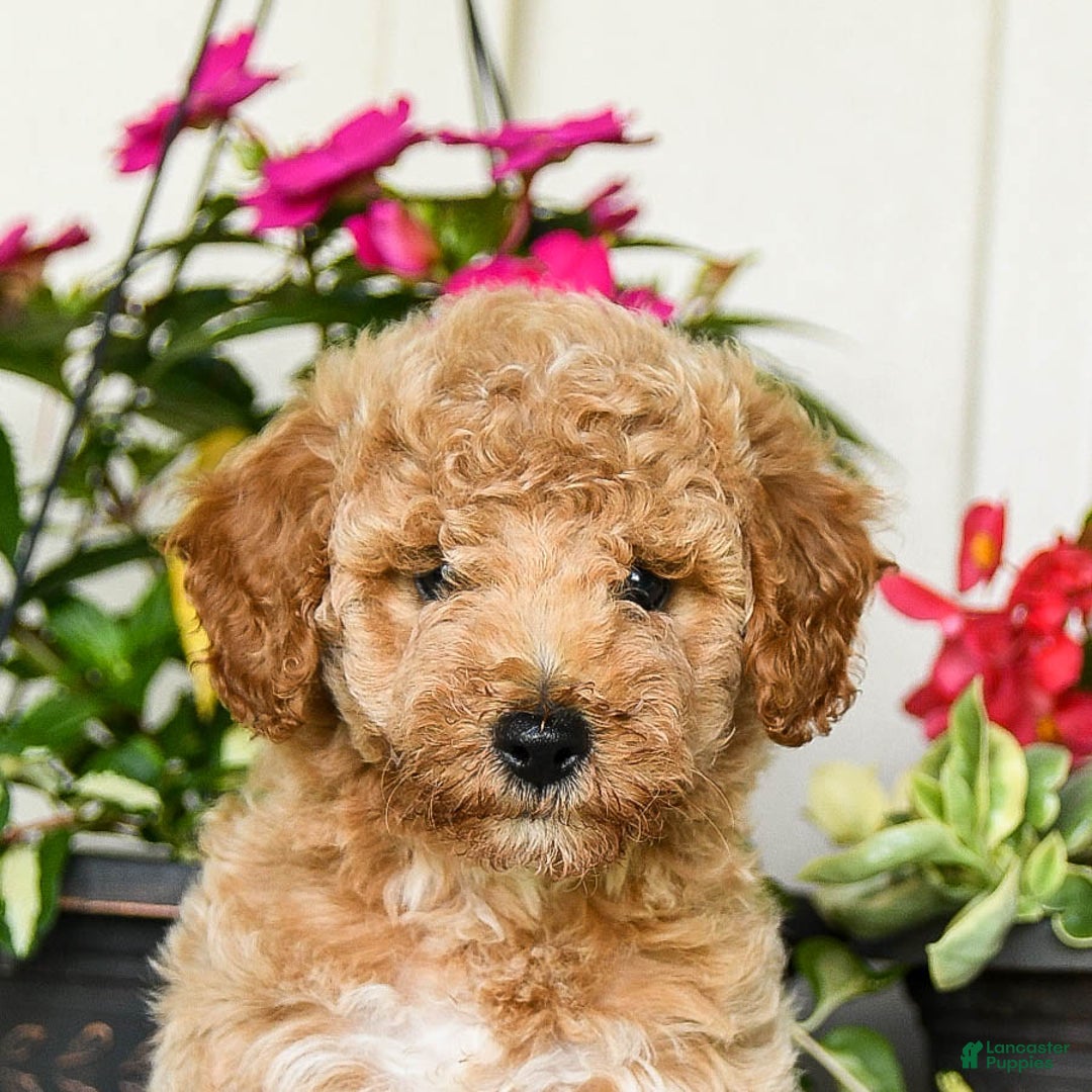 Mini Goldendoodle dogs for sale: Nollie - Image 3