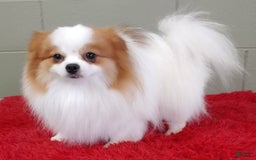 Pomeranian dogs for sale: Cosmo - Image 5