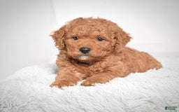 Mini Goldendoodle dogs for sale: Petite Scotty - Image 6