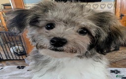 Teddy Bear dogs for sale: Bambi - Image 4