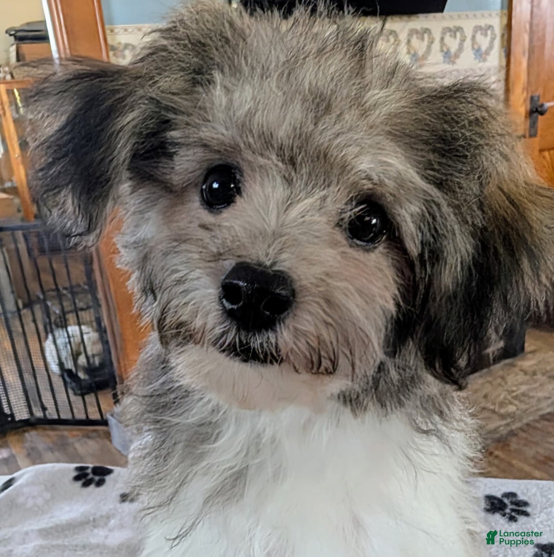 Teddy Bear dogs for sale: Bambi - Image 4
