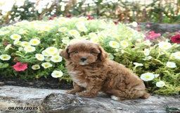 Havapoo dogs for sale: Tucker - Image 1
