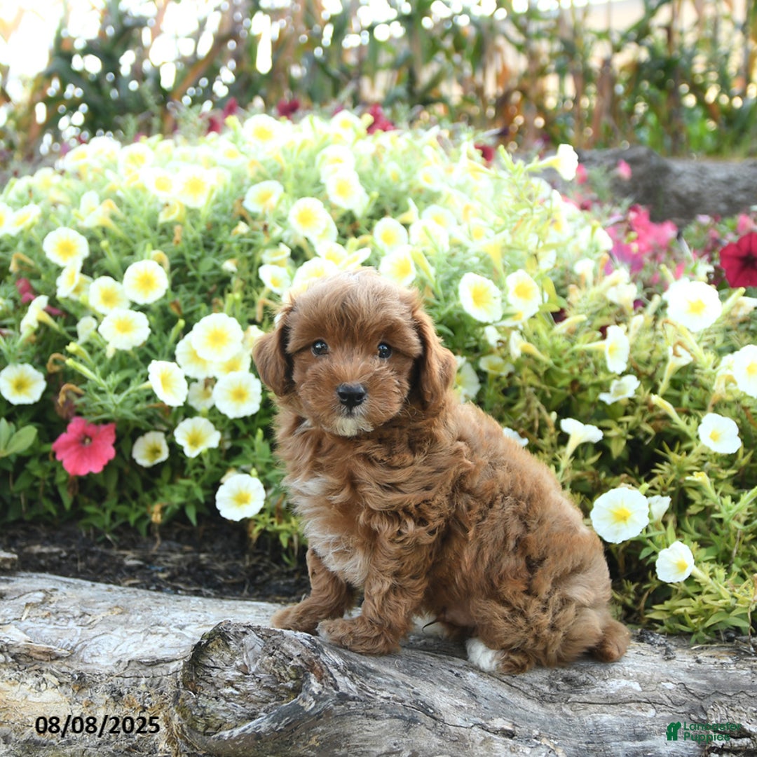 Havapoo dogs for sale: Tucker - Image 1