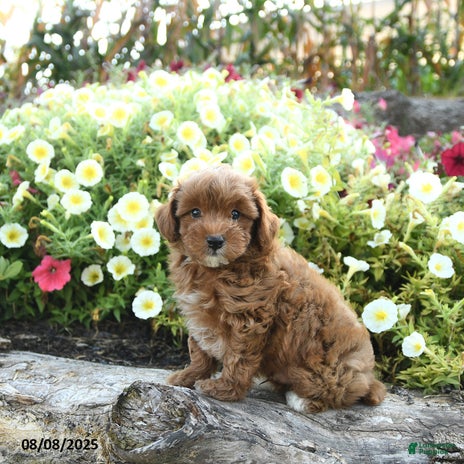 Havapoo dogs for sale - Ad 1