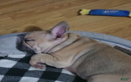 French Bulldog dogs for sale: Chocolate - Image 5
