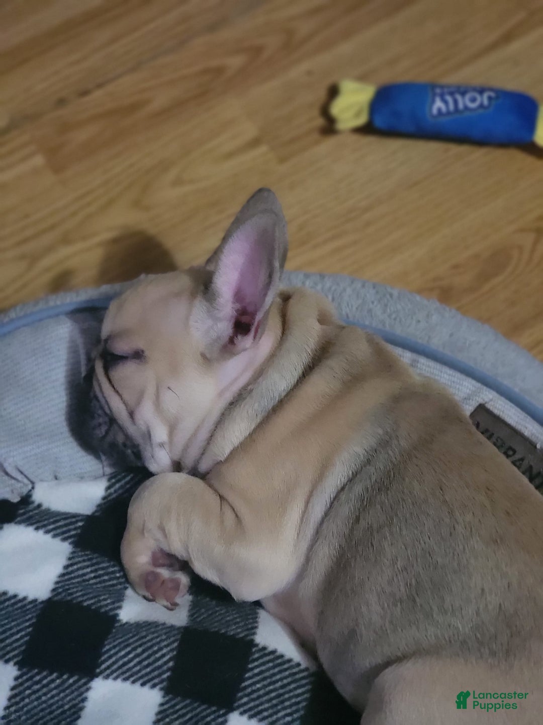 French Bulldog dogs for sale: Chocolate - Image 5