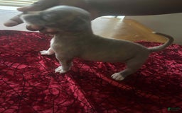 American Pit Bull Terrier dogs for sale: Squirt - Image 1