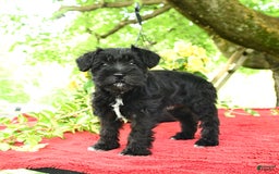Miniature Schnauzer dogs for sale: Pearl - Image 1