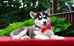 Siberian Husky dogs for sale: Gretta - Image 4
