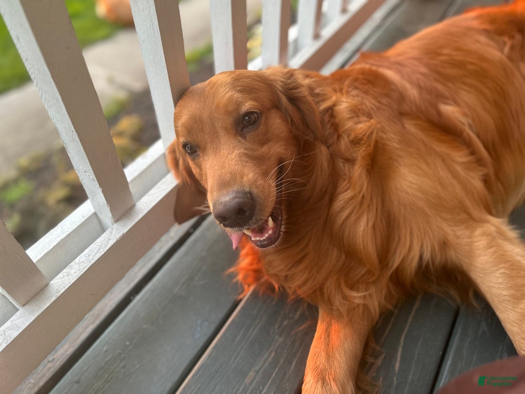Golden Retriever dogs for sale: Spruce - Image 17