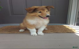 Collie dogs for sale: Buttercup - Image 1