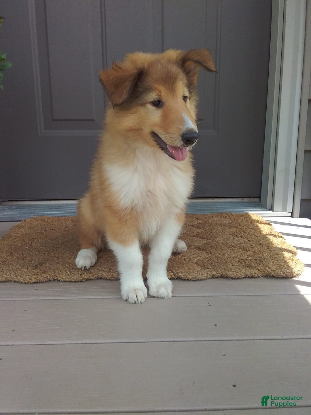Collie dogs for sale: Buttercup - Image 1