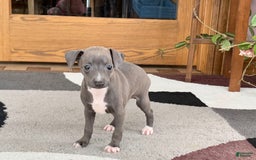 Italian Greyhound dogs for sale: Kk - Image 23