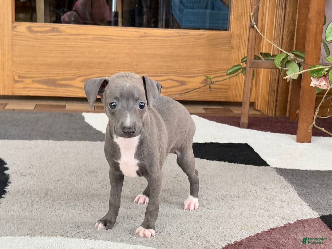 Italian Greyhound dogs for sale: Kk - Image 23