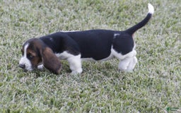 Basset Hound dogs for sale: Deb - Image 11