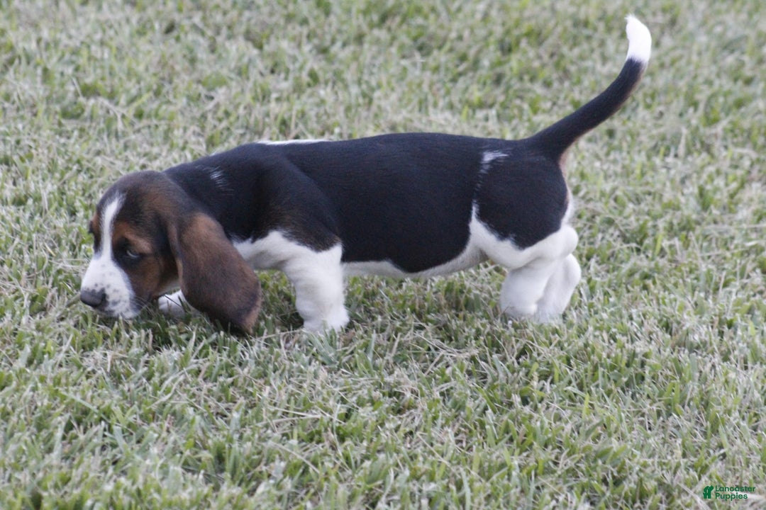 Basset Hound dogs for sale: Deb - Image 11