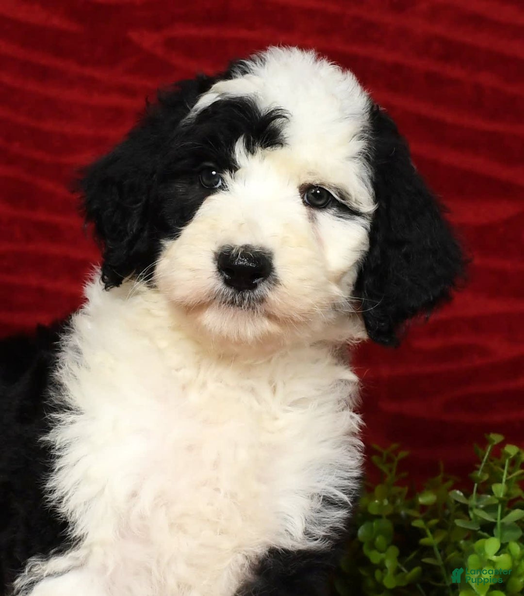 Sheepadoodle dogs for sale: Tulip - Image 3