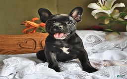 French Bulldog dogs for sale: Coco - Image 4