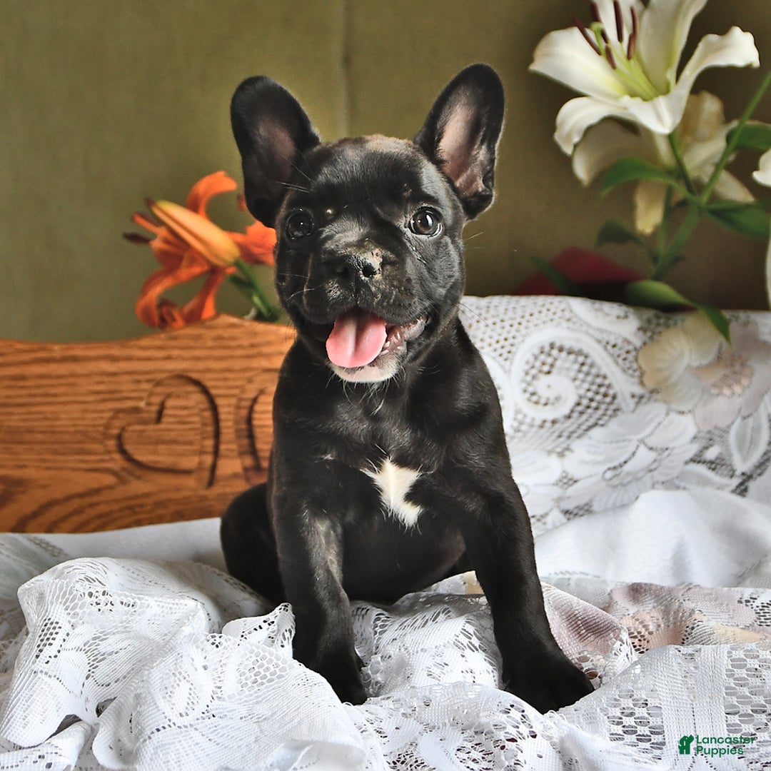 French Bulldog dogs for sale: Coco - Image 4