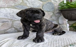 English Mastiff dogs for sale: Bruno - Image 7