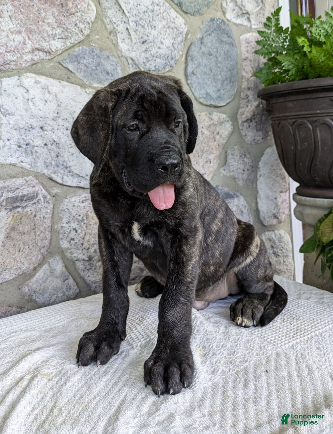 English Mastiff dogs for sale: Bruno - Image 7
