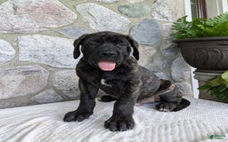 English Mastiff dogs for sale: Bruno - Image 2