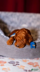Chipper Blie Collar Poodle