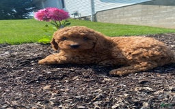 Cavapoo dogs for sale: Luca - Image 4