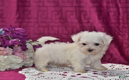 Maltese dogs for sale: Jesse - Image 3