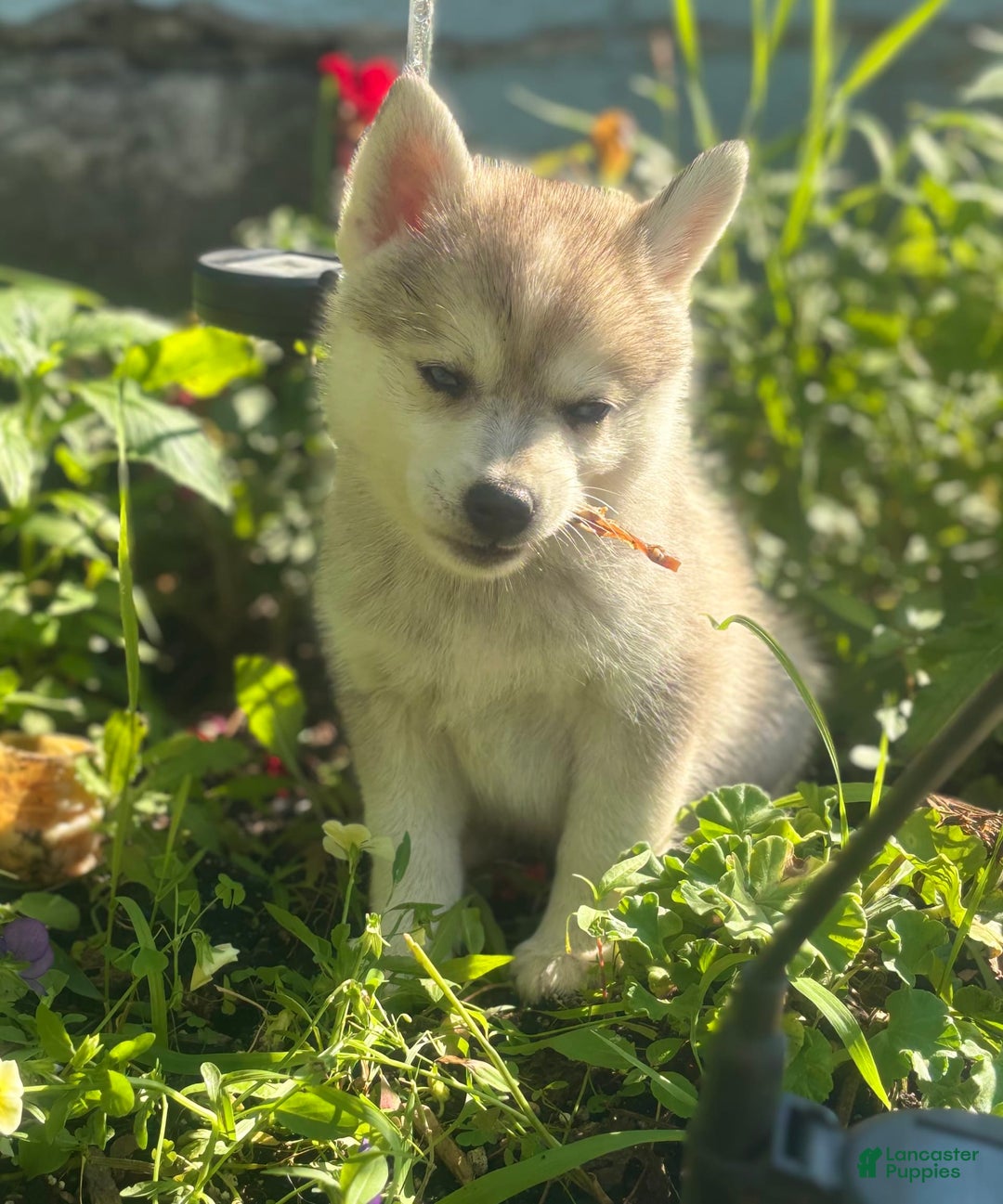 Pomsky dogs for sale: Kanan - Image 12