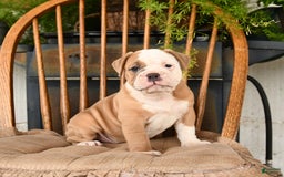 Olde English Bulldogge dogs for sale: Emma - Image 4