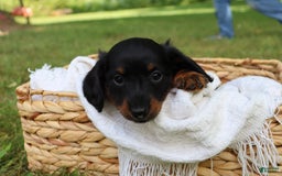 Miniature Dachshund dogs for sale: Milo - Image 5