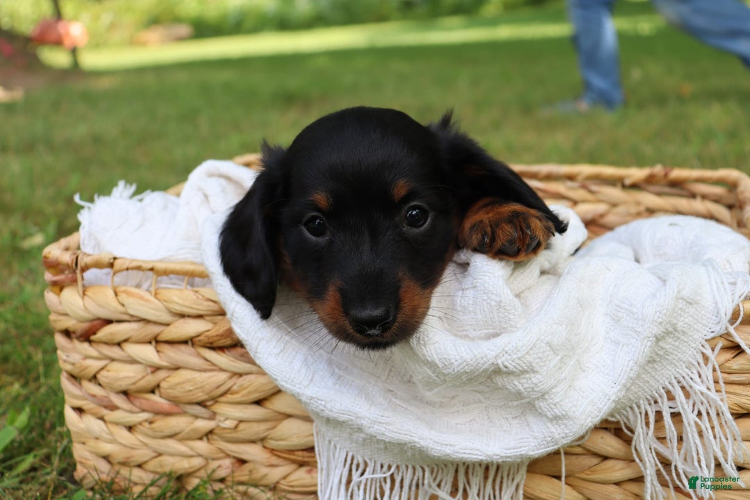 Miniature Dachshund dogs for sale: Milo - Image 5