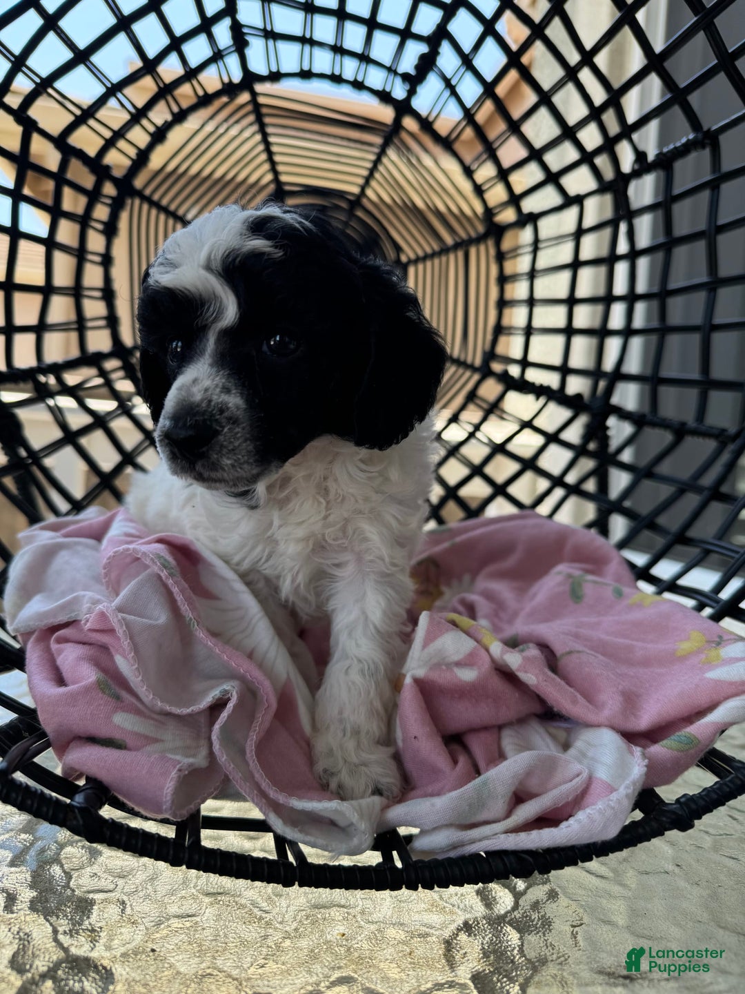 Miniature Poodle dogs for sale: Thor - Image 5