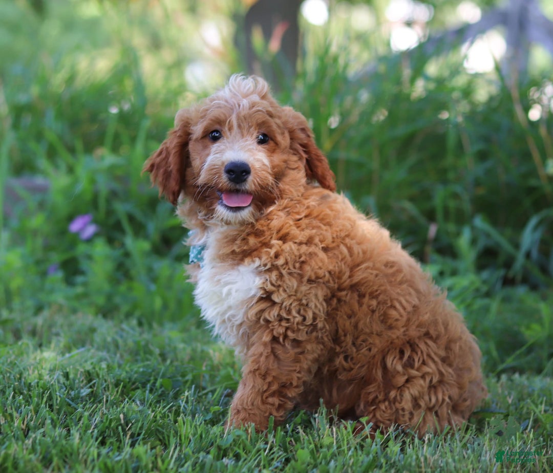 Mini Goldendoodle dogs for sale: Yellow Collar - Image 3