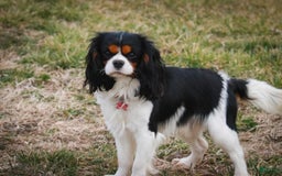 Cavalier King Charles Spaniel dogs for sale: Nero - Image 25