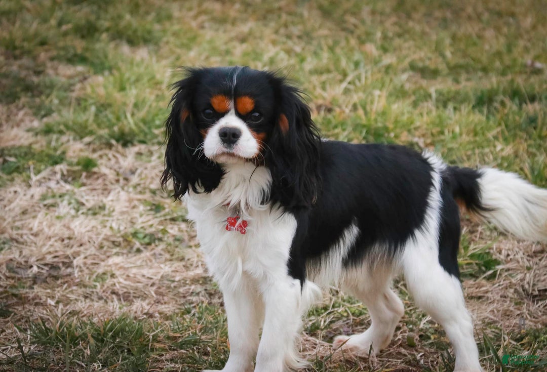 Cavalier King Charles Spaniel dogs for sale: Nero - Image 25