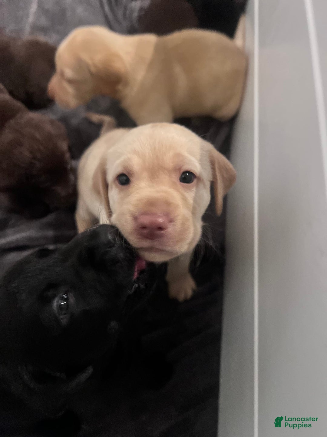 Labrador Retriever dogs for sale: Diva - Image 1
