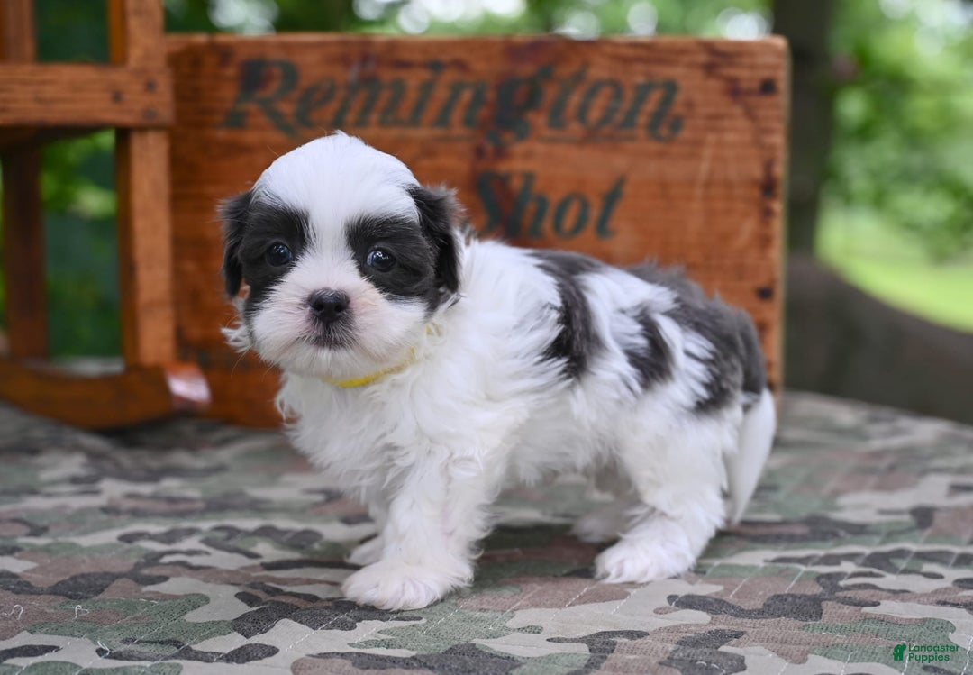 Shih Tzu dogs for sale: Charlie - Image 1