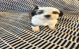 Malshi dogs for sale: Winnie - Image 2