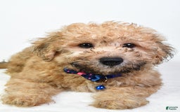 Bichpoo dogs for sale: Austin - Image 4