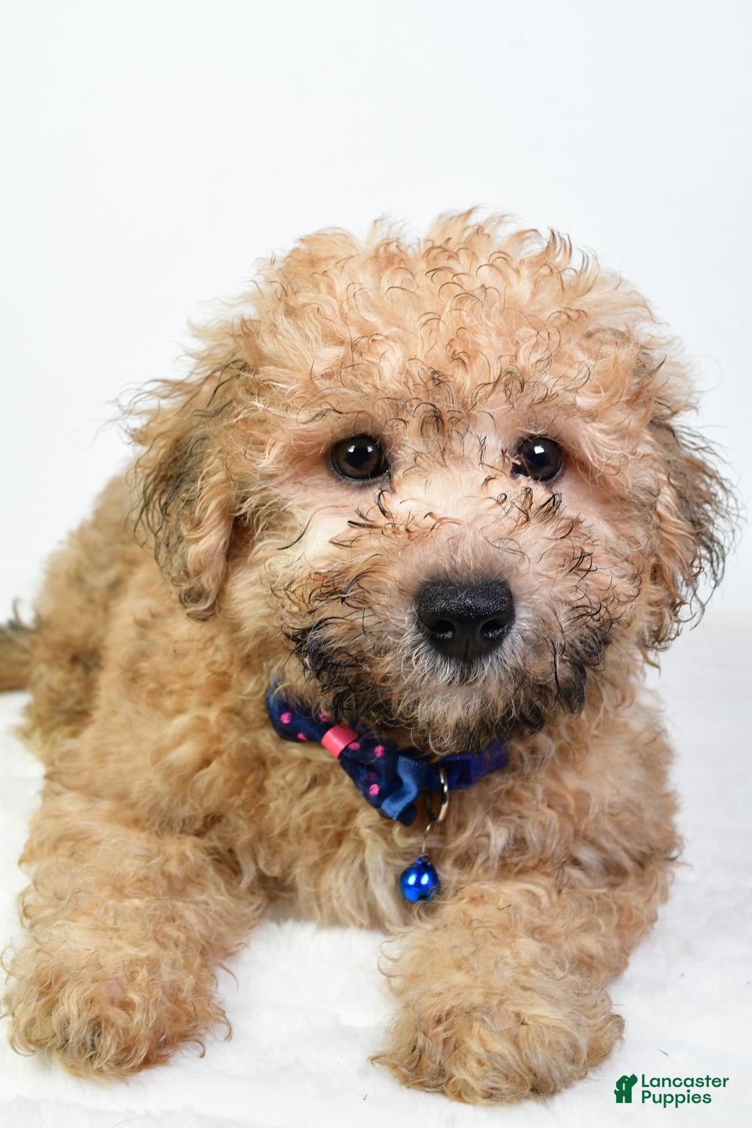 Bichpoo dogs for sale: Austin - Image 4