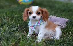 Cavalier King Charles Spaniel dogs for sale: Cody - Image 1