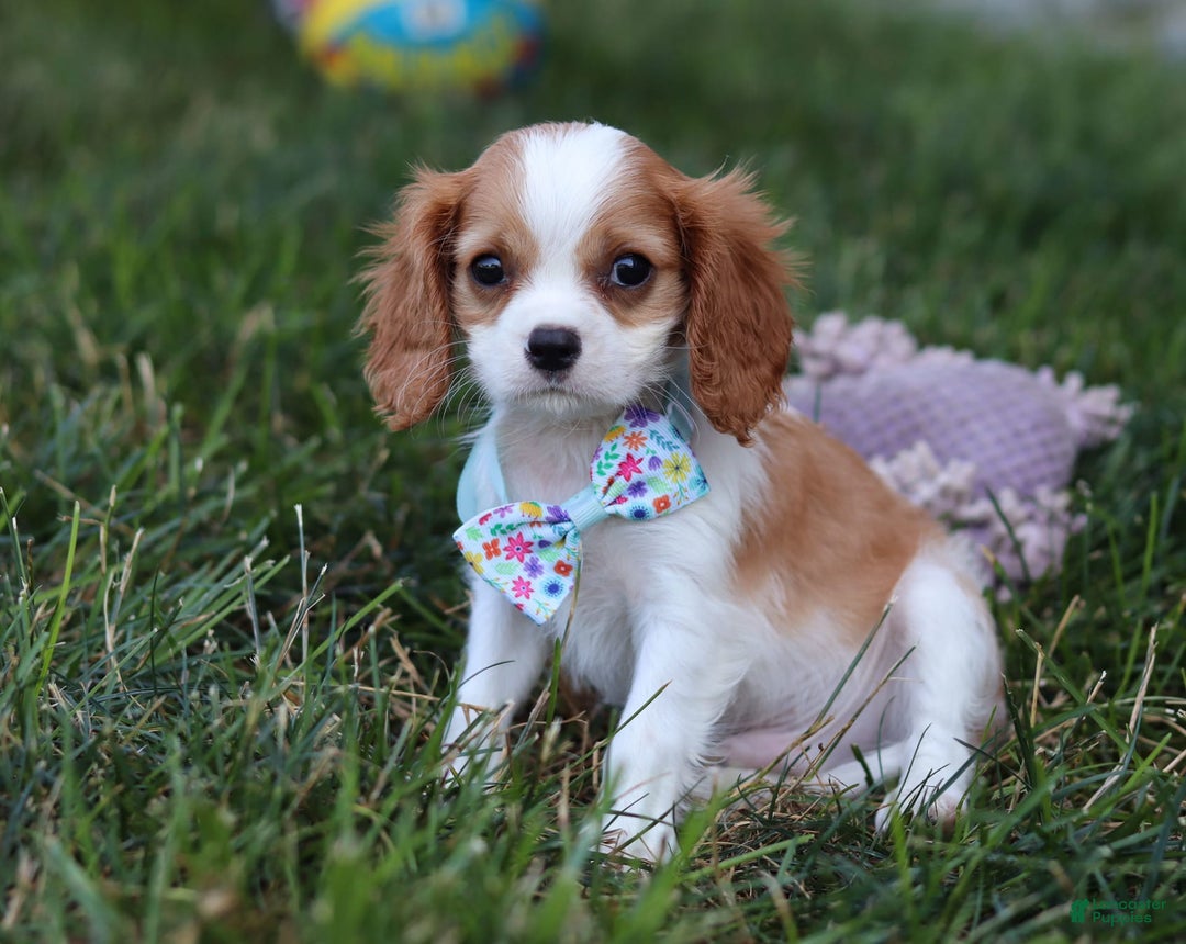 Cavalier King Charles Spaniel dogs for sale: Cody - Image 1